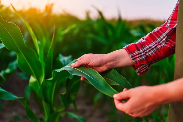 Женщина Агроном Стоящая Зеленом Поле Держа Руках Кукурузный Лист Анализируя — стоковое фото