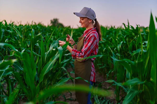 Šťastný Usměvavý Mladý Farmář Agronomička Dotýkající Kukuřičných Listů Pro Analýzu — Stock fotografie