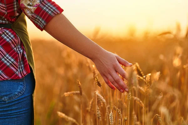 Kadın Çiftçi Olgunlaşmış Buğday Tarlasında Yürüyor Gün Batımında Eliyle Altın — Stok fotoğraf