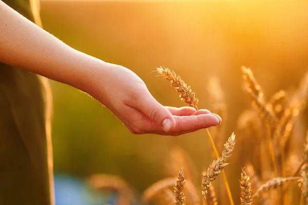 stock image Woman farmer walks through a yellow field of ripe wheat and touches the golden spikelets with her hand at sunset 