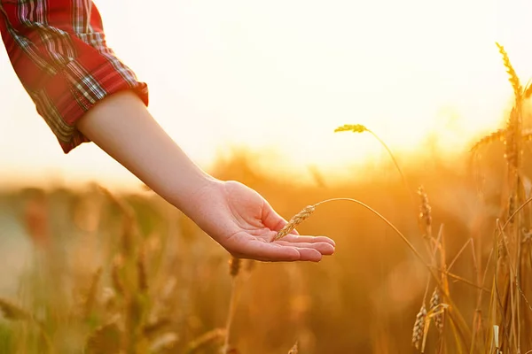 女农场主穿过一片黄色的成熟麦田 在日落时用手触摸着金色的小穗 — 图库照片