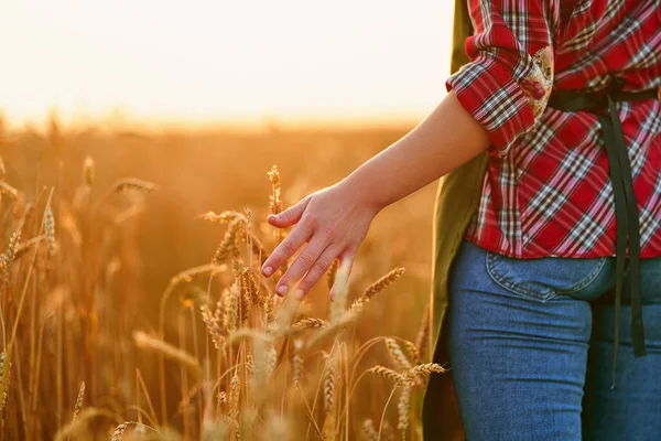 女农场主穿过一片黄色的成熟麦田 在日落时用手触摸着金色的小穗 — 图库照片