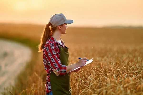 Woman Farmer Agronomist Dry Yellow Golden Grain Field Countryside Sunset — Stock Photo, Image