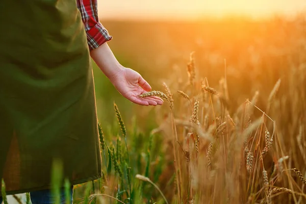 Žena Farmář Prochází Žluté Pole Zralá Pšenice Dotýká Zlaté Hřeby — Stock fotografie