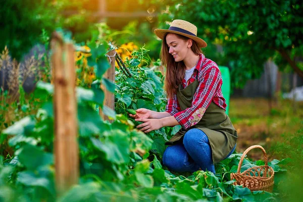 若いです幸せな笑顔女性農家収穫熟した自家製有機キュウリ作物で彼の故郷の庭 — ストック写真