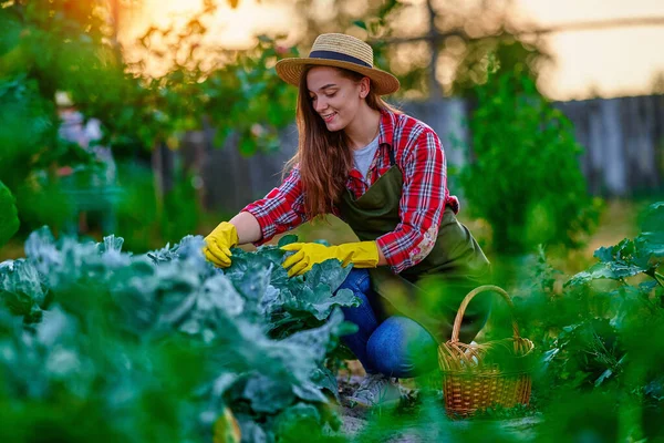 若いです幸せなかわいい笑顔の女性農家とともにわらバスケット収穫熟したエコフレンドリーな有機自家製キャベツ作物で彼の自家製緑の庭 — ストック写真