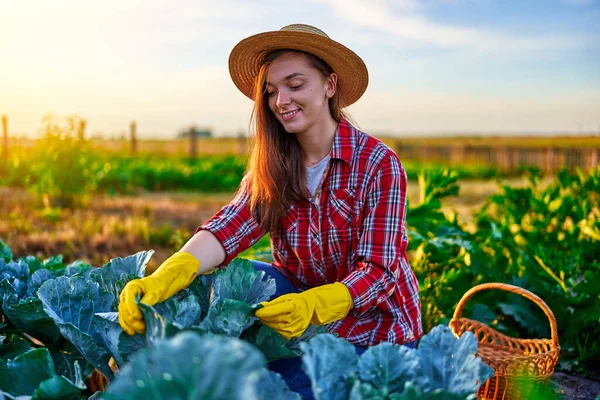 Young Happy Cute Smiling Woman Farmer Straw Basket Harvesting Ripe — Stock Photo, Image