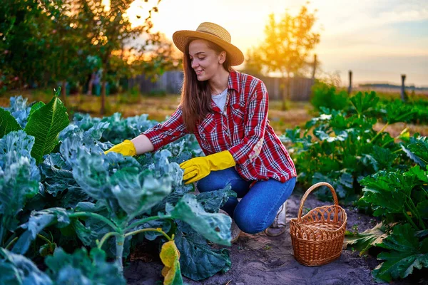 若いです幸せなかわいい笑顔の女性農家とともにわらバスケット収穫熟したエコフレンドリーな有機自家製キャベツ作物で彼の自家製緑の庭 — ストック写真