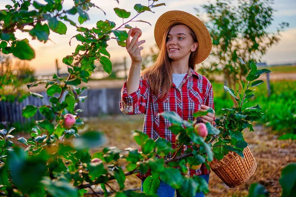 若いです幸せなかわいい笑顔の女性農家とともにわらバスケット収穫熟したエコフレンドリーな有機自家製リンゴの収穫で自家製緑の庭 — ストック写真
