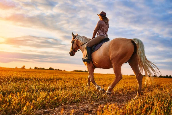 Passeios Cavalo Pelo Prado Durante Pôr Sol — Fotografia de Stock