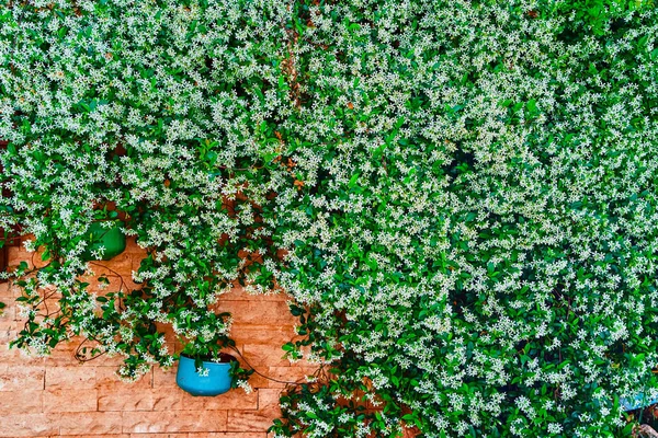 Зелена Текстура Стіни Рослин Дрібними Білими Квітами — стокове фото