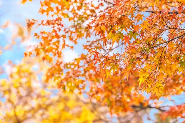 stock image Branches of Japanese maple momiji leaves colored with yellow, orange and red colors gradations during the autumn season against a natural blurred background and blue sky.