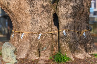 Closeup on the trunck of two gigantic twins camphor trees enclosed by a shinto shimenawa hemp or straw rope on the ground of Isahaya Shrine designated as a natural monument by Nagasaki Prefecture. clipart