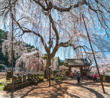 saitama, chichibu - march 20 2022: Old shidarezakura weeping cherry blossoms tree called edohiganzakura in the Buddhist Seiunji Temple with statues of Jizo bodhisattva deities aligned along path.