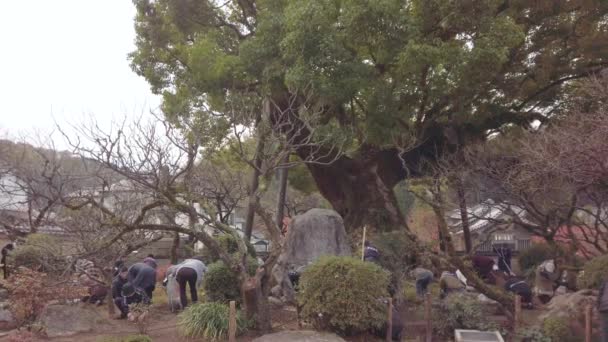 日本九州2022年12月7日 一群大扎伊孚天门古妇女协会志愿者在大扎伊孚神社入口处清洁一棵已有百年历史的日本木薯树的录像 — 图库视频影像
