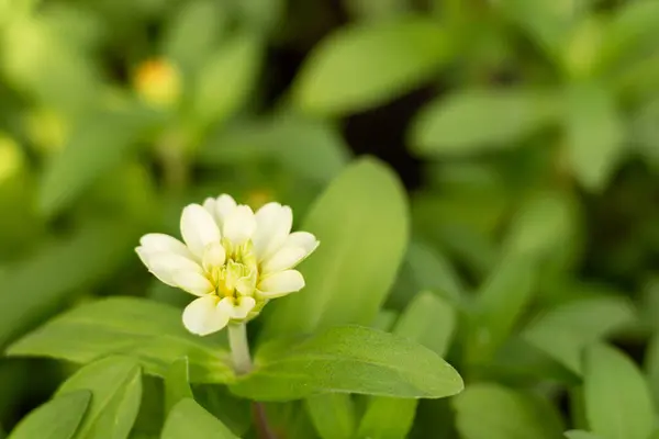 Beyaz Çiçek Bulanık Doğal Yeşil Arkaplan — Stok fotoğraf