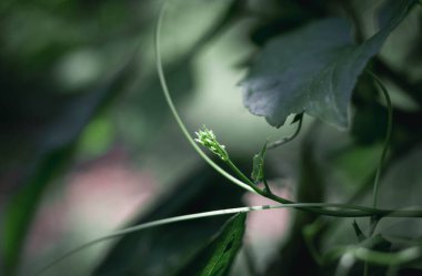 Yeni küçük yapraklar ve bulanık yeşil arkaplan