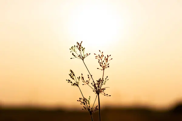 Silhouette of small flower and light of sunset