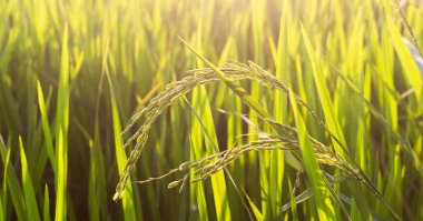 Pirinç kulağını kapat ve pirinç bitkisini bulanıklaştır ve gün batımının ışığını