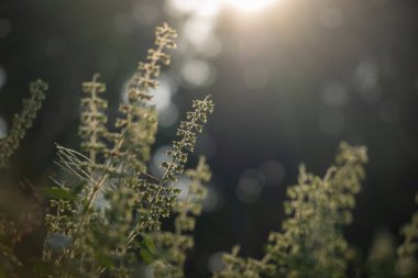 Fesleğen ağacı ve günbatımının ışığı