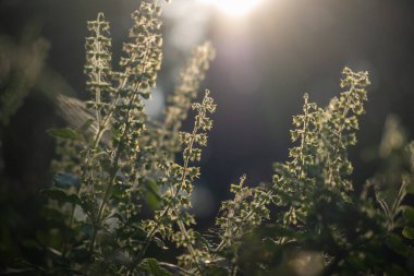 Fesleğen ağacı ve günbatımının ışığı