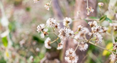 Küçük kahverengi çimen çiçeği ve bulanık doğa arka planı