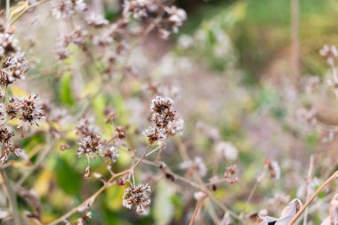 Küçük kahverengi çimen çiçeği ve bulanık doğa arka planı