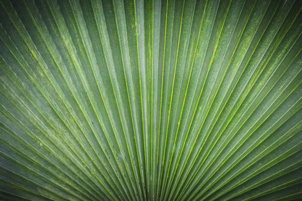 Toddy palmiye yapraklarının yeşil rengi