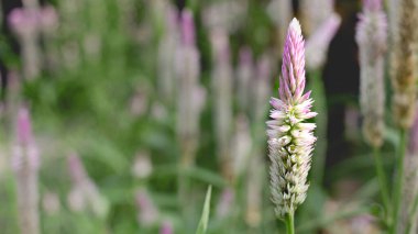 Penis tarağı çiçeğini ve bulanık doğa arka planını kapat