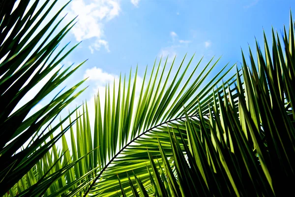 Palm Trees Green Leaves Blue Sky Bright Tropical Background — Stock Photo, Image