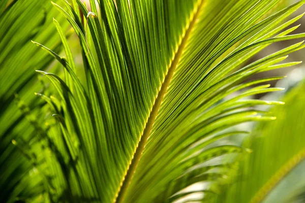 Tropical Palm Leaves Summer — Stock Photo, Image