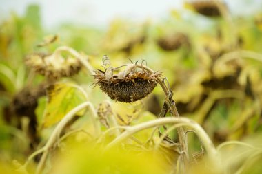 Yerde solmuş ayçiçeği