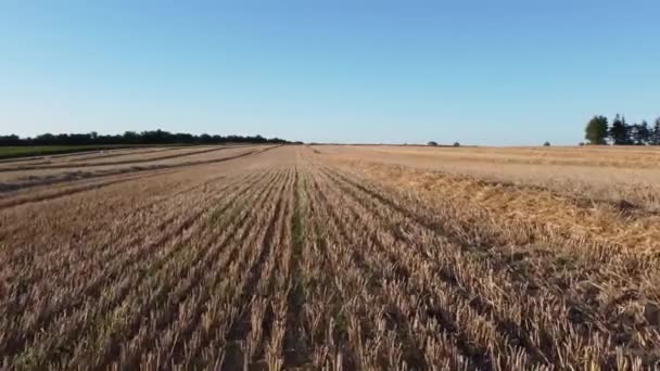 穀物の黄金のフィールドに沿ってダイナミックなスライド 美しい黄金の畑は 熟した耳の中の太陽を反映しています 収穫の時間前に 高品質4K映像 — ストック動画