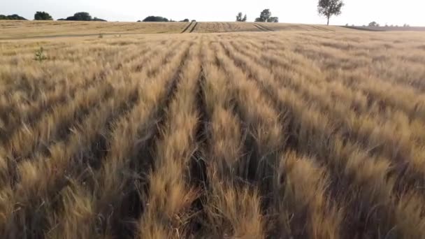 Mısır Gevreğinin Altın Tarlası Boyunca Dinamik Kayma Buğday Altın Tarlası — Stok video