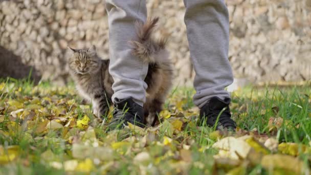 Husdjursliv Katten Välkomnar Sin Ägare Hemma Tigerkatt Vid Mans Fötter — Stockvideo