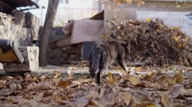 Sonbahar bahçesinde yürüyen siyah tek gözlü kedi, ağır çekimde. Yüksek kalite 4k görüntü