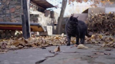 Sonbahar bahçesinde yürüyen siyah tek gözlü kedi, ağır çekimde. Yüksek kalite 4k görüntü