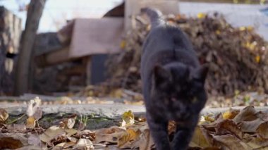 Siyah tek gözlü kedi kameranın önüne atladı. Ağır çekim. Yüksek kalite 4k görüntü