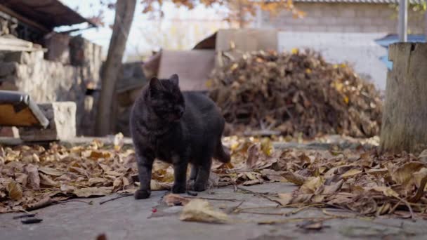 Gato Negro Solo Ojo Caminando Jardín Otoño Cámara Lenta Imágenes — Vídeo de stock