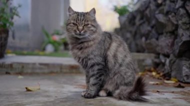Güzel, Sibiryalı, tüylü kedi, evin önünde oturuyor, ağır çekimde. Yüksek kalite 4k görüntü