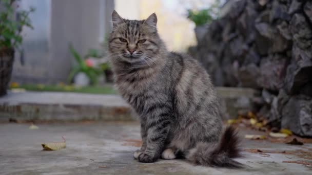 Bonito Siberiano Gato Fofo Sentado Quintal Frente Casa Câmera Lenta — Vídeo de Stock