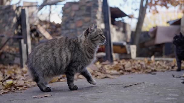 Beautiful Siberian Fluffy Cat Walking Yard Front House Slow Motion — Stock Video