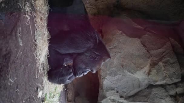 Hayvanat Bahçesindeki Büyük Erkek Goril Akıllı Yüzlü Maymun Mesafeye Bakıyor — Stok video