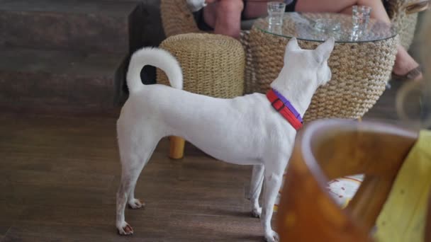 Bükülmüş Şirin Kuyruklu Meraklı Kar Beyazı Bir Köpek Restoranda Insanlara — Stok video