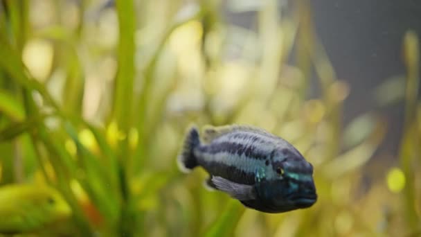 緑藻類の水族館で泳ぐ小さな青い魚のビデオを閉じます 4Kだ スローモーション — ストック動画
