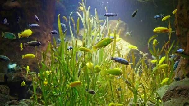 水族館では 小さな青い魚と黄色の魚が水の下に設定された緑藻類や小石の横に泳ぐ スローモーション — ストック動画