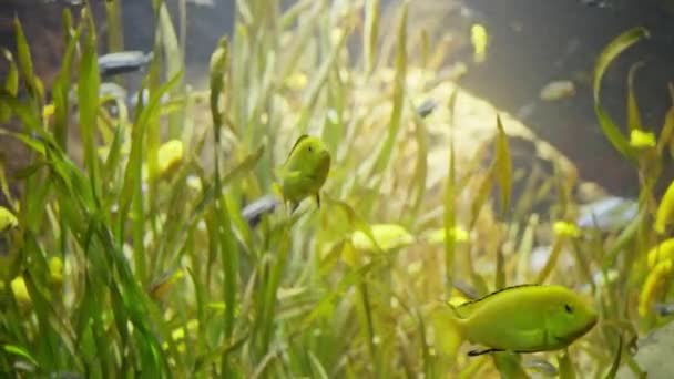 Στο Ενυδρείο Μικρά Μπλε Και Κίτρινα Ψάρια Κολυμπούν Δίπλα Πράσινα — Αρχείο Βίντεο