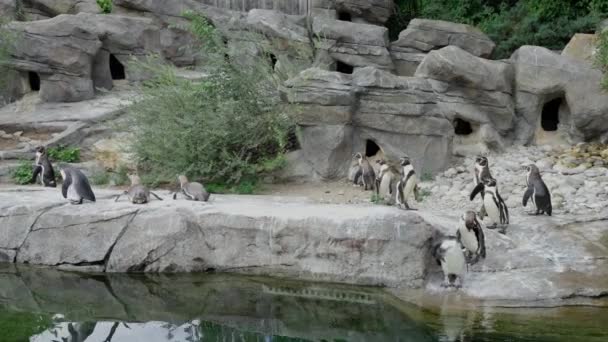 Bando Pinguins Fica Torno Uma Lagoa Uma Costa Rochosa Com — Vídeo de Stock