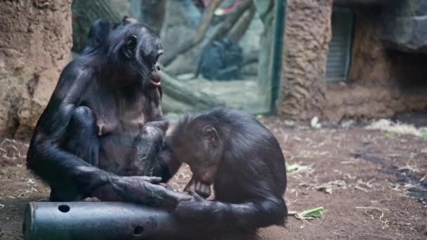チンパンジーのペアは動物園のガラスフェンスの後ろの囲いの中に座り お互いの足を調べます ビデオ4K — ストック動画