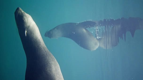 Tengeri Oroszlán Forog Úszik Víz Alatt Gyönyörűen Tükröződik Hullámokban Lassú — Stock videók